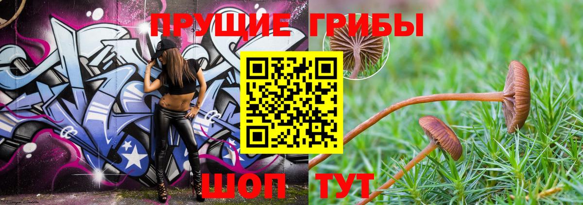 Нальчик  Псилоцибиновые грибы прущие грибы  Вход с VPN  Псилоцибиновые грибы Psilocybine cubensis 